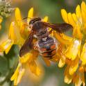Rhodanthidium sticticum.jpg